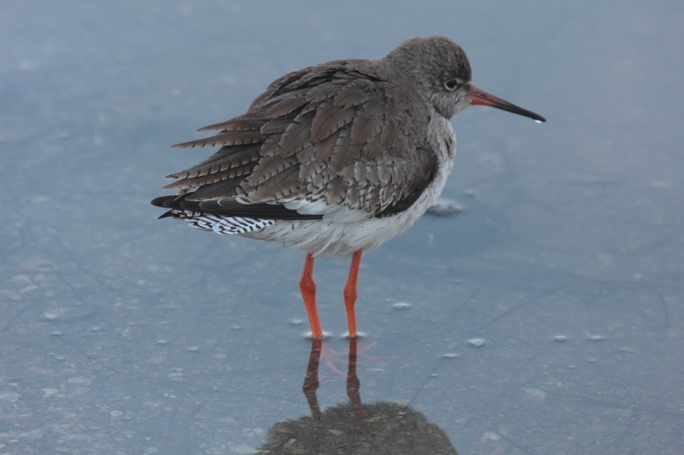 Uccelli arruffati